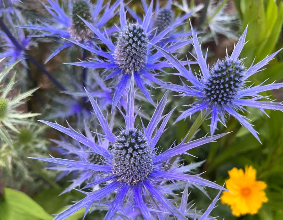 gooseberry garden & grounds-038