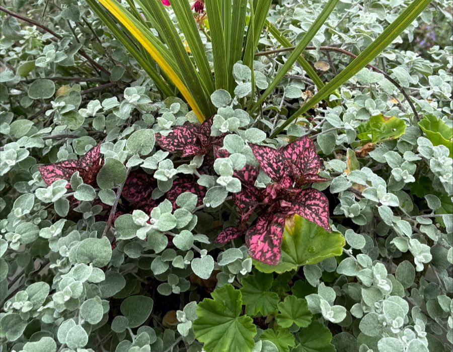 gooseberry garden & grounds-043